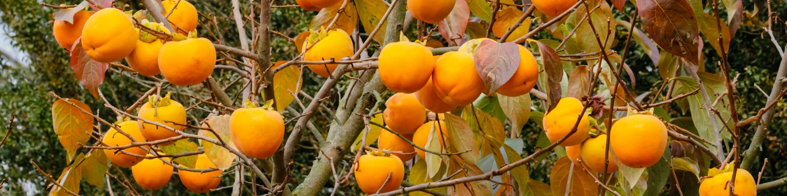 Asian persimmon tree with ripe fruit hanging from branches.