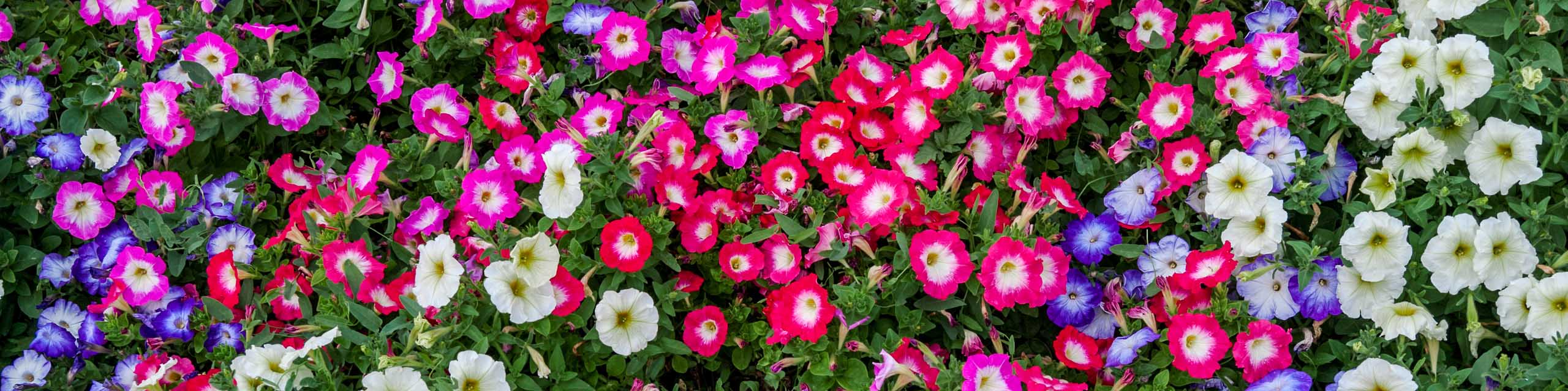 Top down image of different colors of petunia flowers.