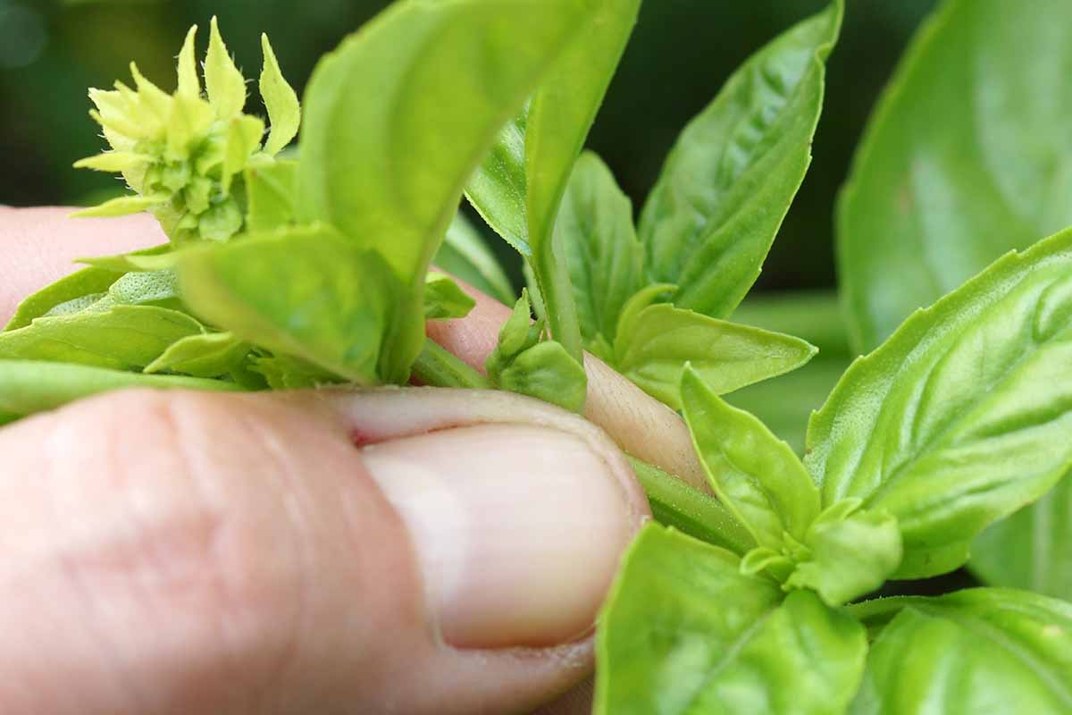 A close up horizontal image of a gardener pinching off the tip of a herb stem.