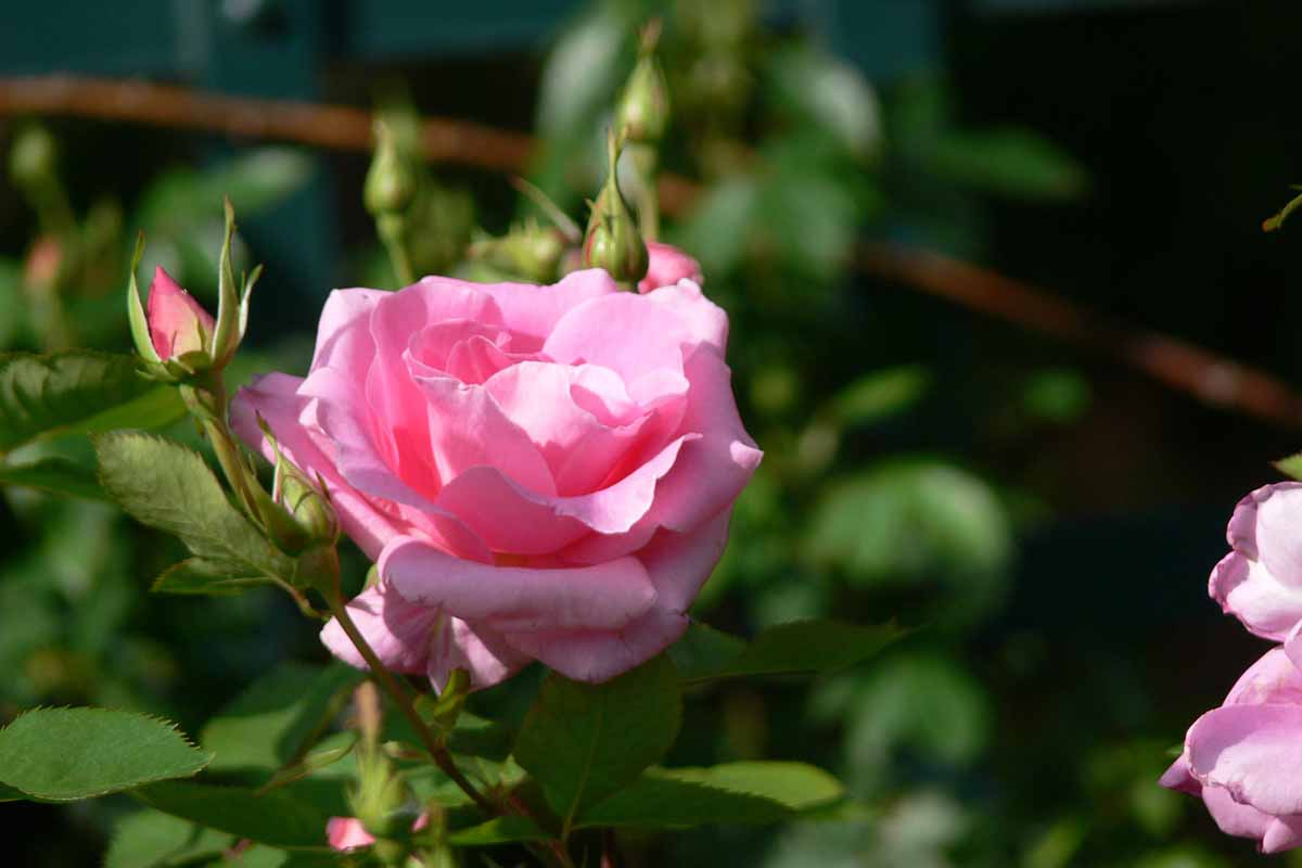 A close up horizontal image of a single pink 'Carefree Beauty' flower pictured growing in the garden in light sunshine.