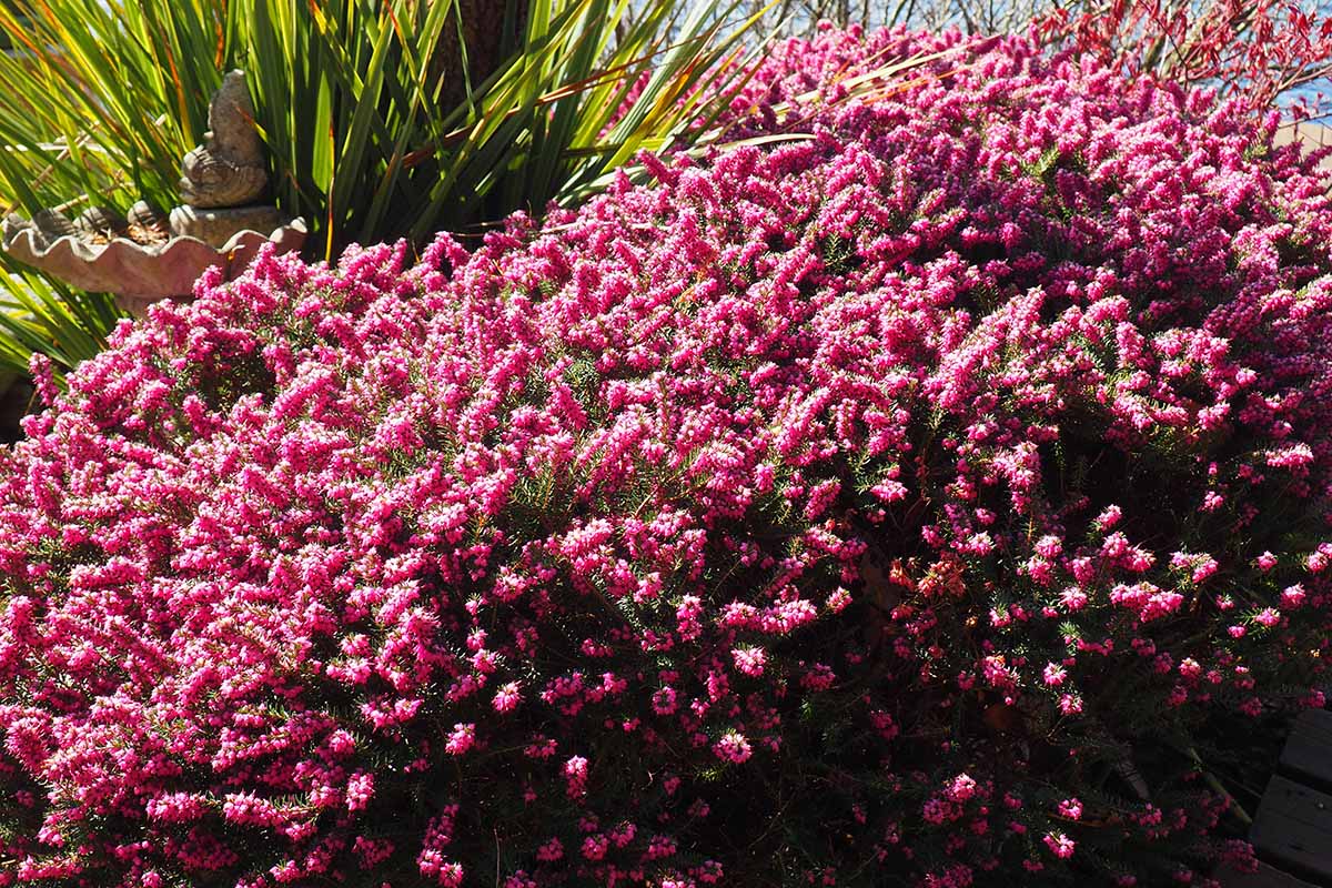 A close up horizontal image of pink flowering Erica growing in a sunny garden.