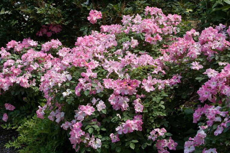 23 Eco-Friendly Roses for Chemical-Free Growing