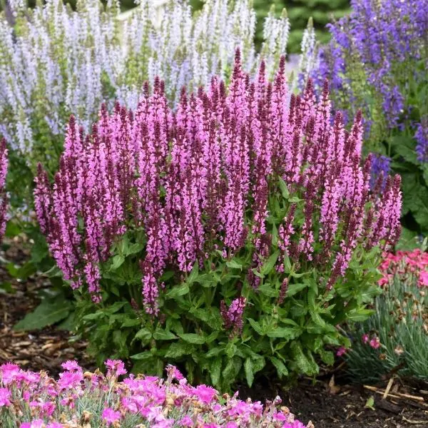 A flowerbed of Salvia 'Pink Profusion' in bloom.