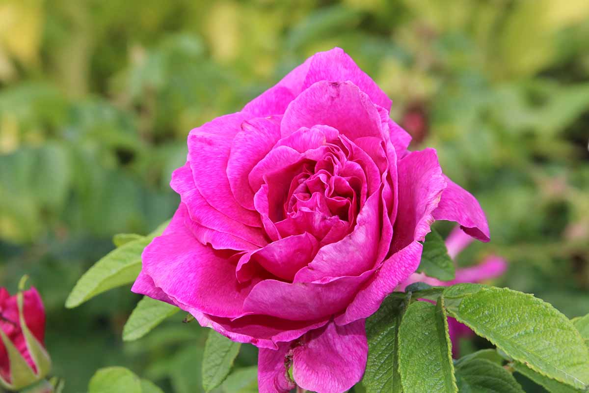 A horizontal image of a single pink rugosa growing in the garden pictured on a soft focus background.
