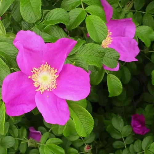 A square image of pink Rosa rugosa flowers growing in the garden pictured on a soft focus background.