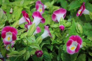 A close up horizontal image of pink and white torenia flowers growing in the garden.
