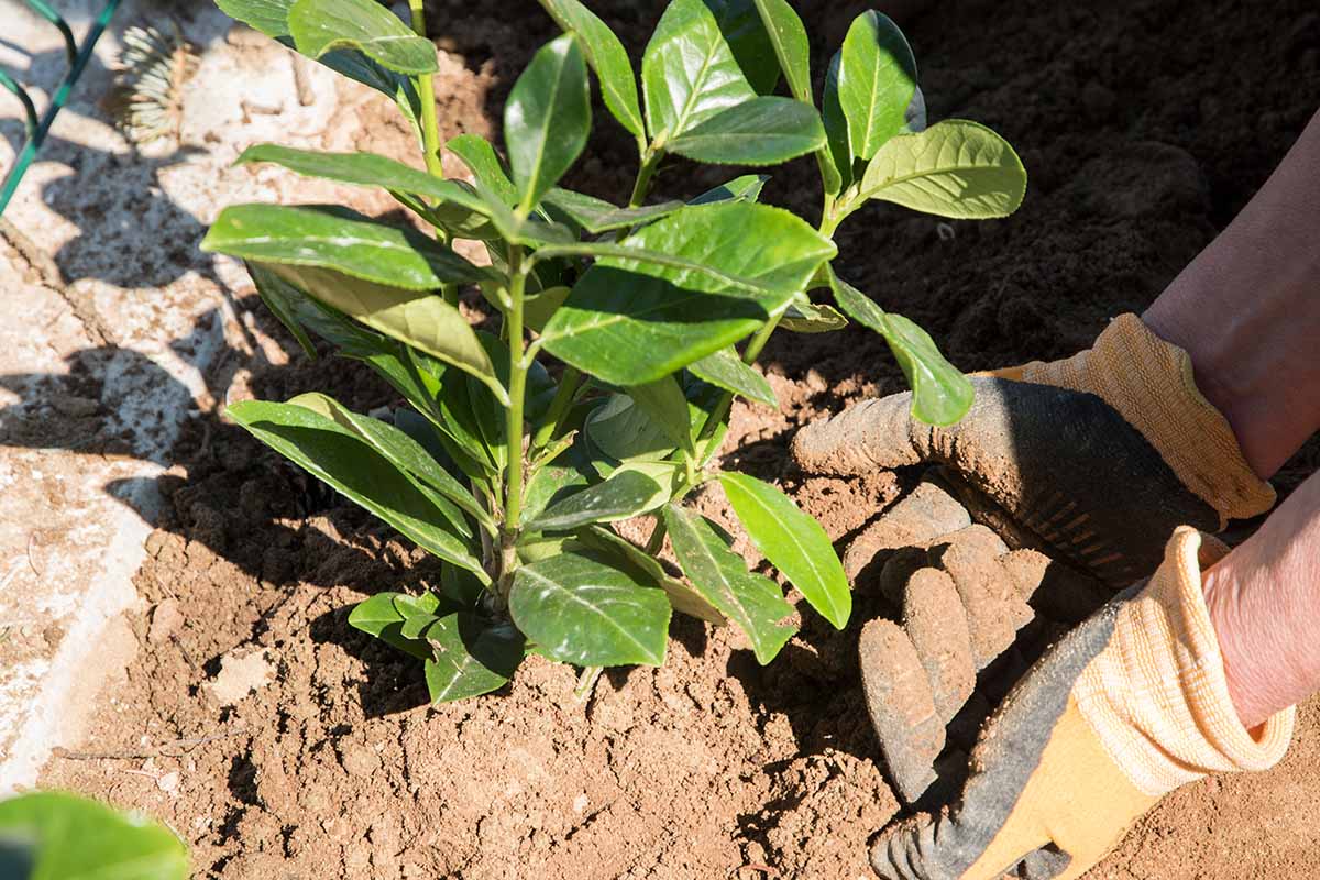 A horizontal image of a juvenile cherry laurel being planted outdoors by yellow-gloved hands.