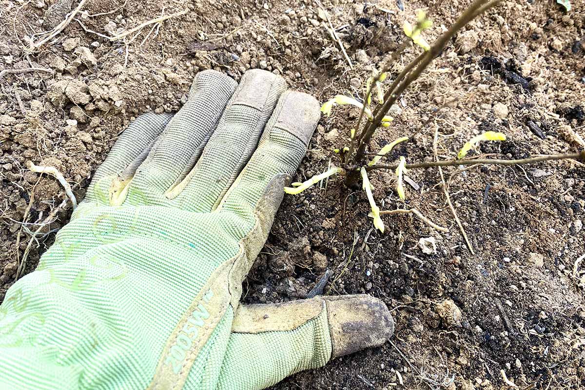 A close up horizontal image of a gloved hand from the left of the frame tamping down the soil around a freshly planted shrub.
