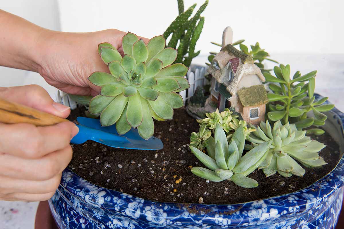 A horizontal image of a gardener planting succulents in to a large blue ceramic pot.