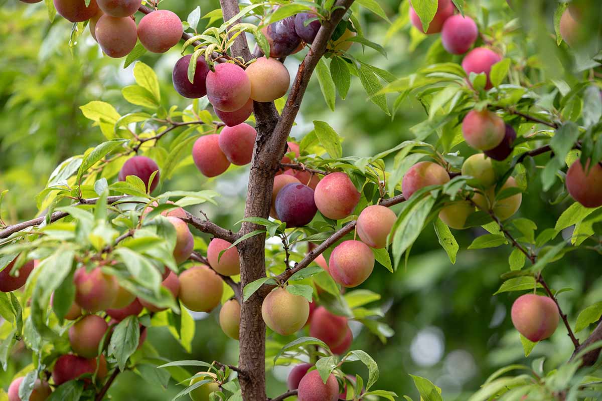 A close up horizontal image of plums ripening on the branch pictured on a soft focus background.