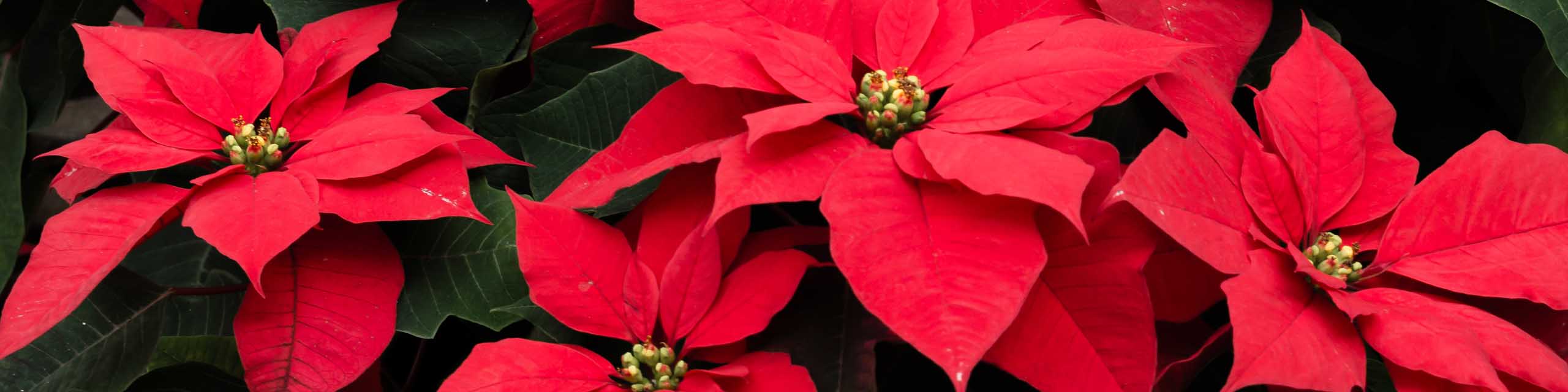 Close up of red poinsettia plants.