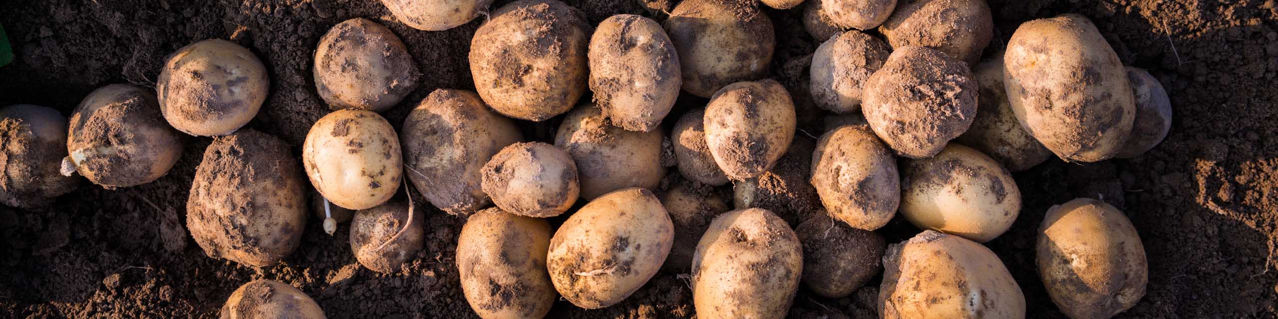 Top down view of a pile of freshly harvested potatoes resting in garden soil.