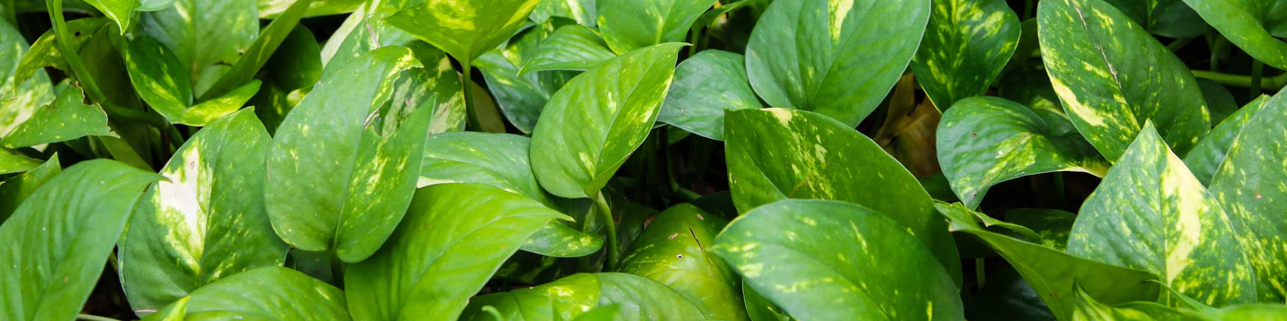 Close up of green pothos leaves.