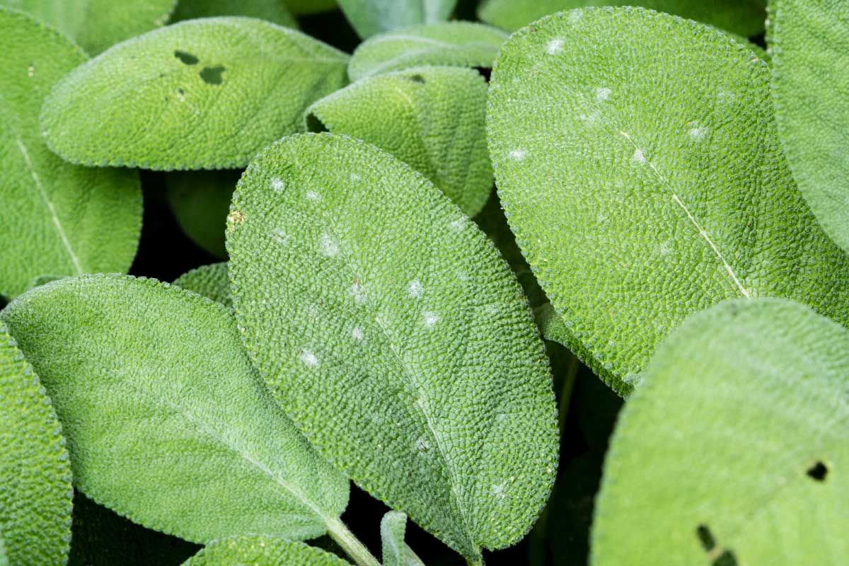 Close up of a culinary sage leaf showing spots of powdery mildew.