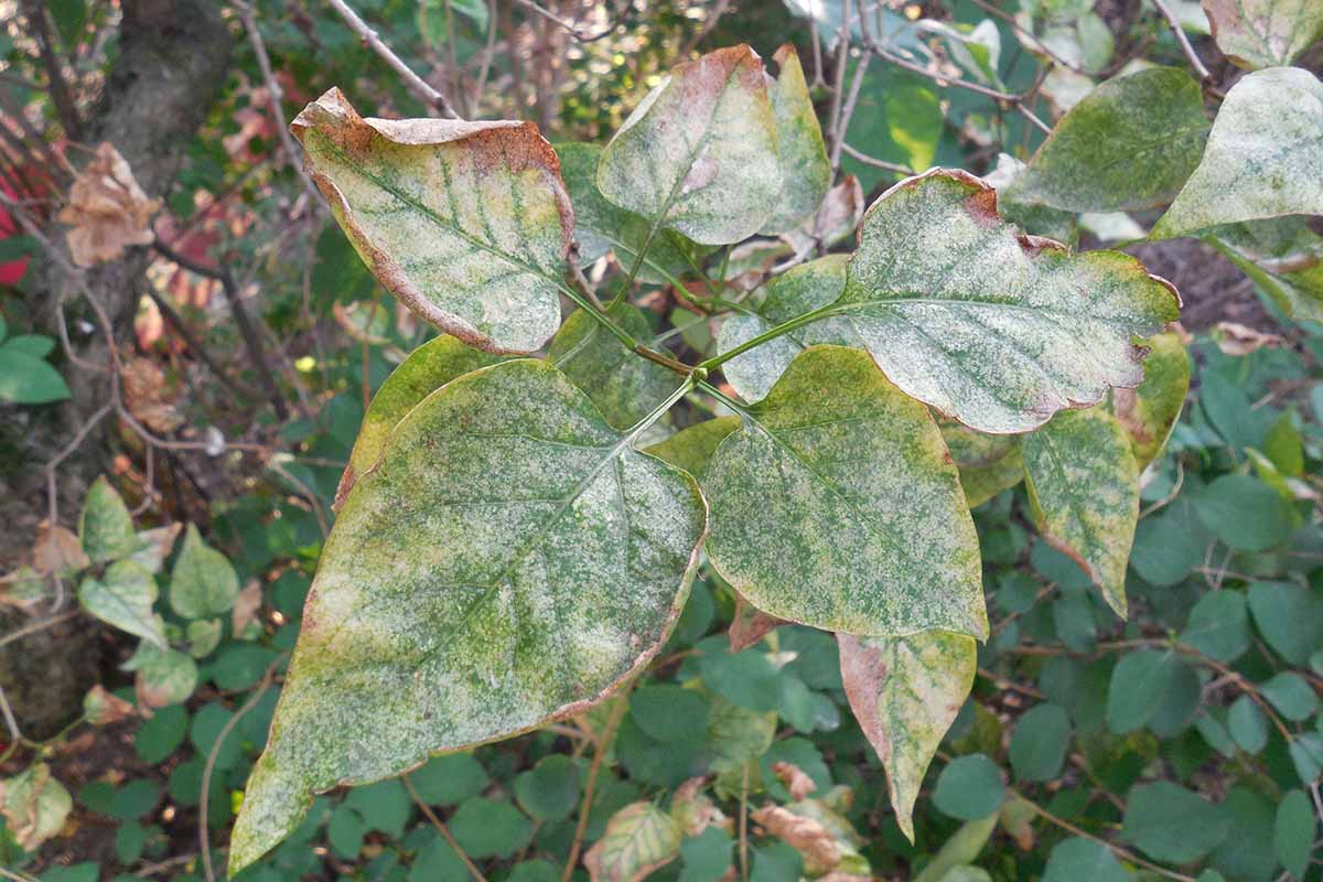 A close up horizontal image of the foliage of a lilac shrub suffering from powdery mildew.