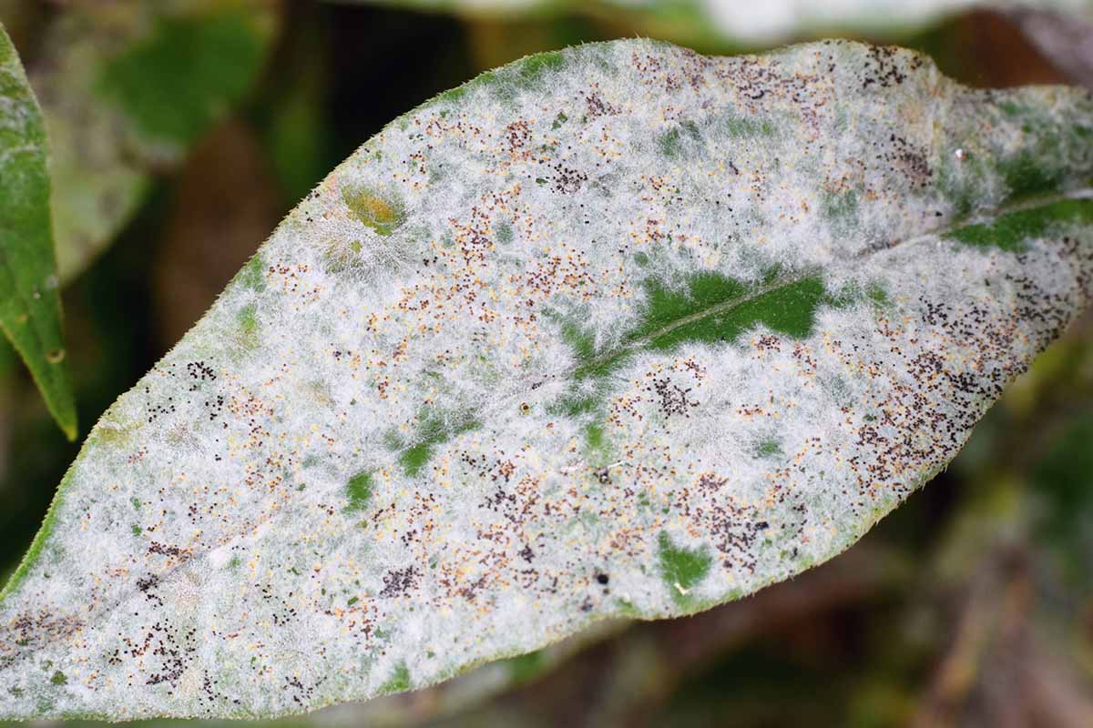 A close up horizontal image of the symptoms of powdery mildew on a leaf.