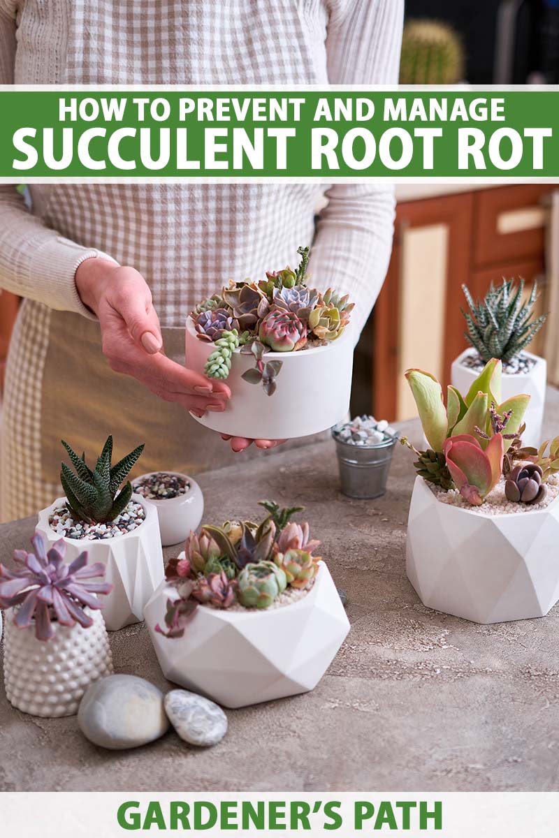 A close up vertical image of an indoor gardener tending to succulent plants in small pots. To the top and bottom of the frame is green and white printed text.