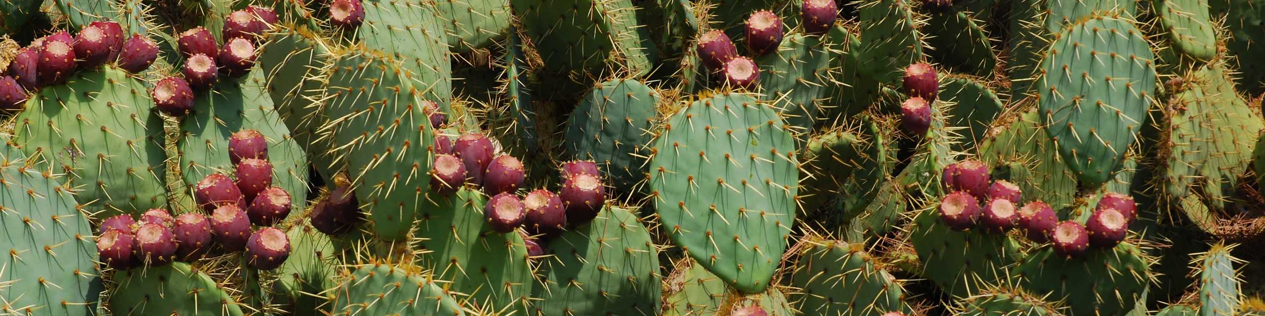 A field full of prickly pear cacti with purple fruit.