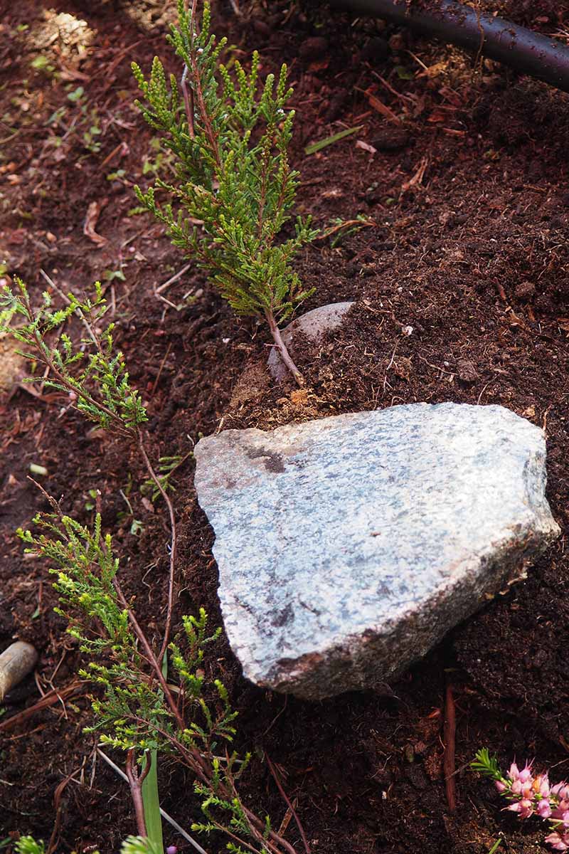 A close up vertical image of a large rock holding down a stem from a heather plant to propagate via layering.