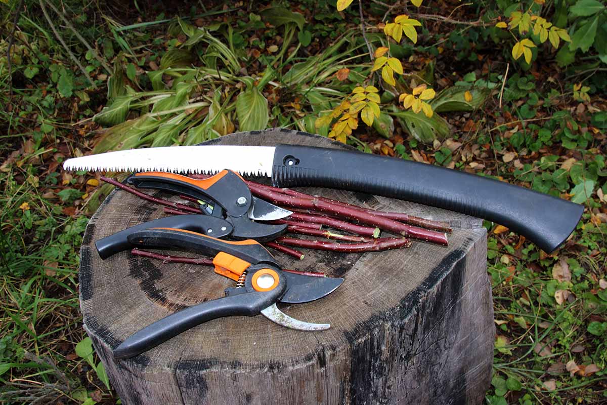 A close up horizontal image of pruning equipment including secateurs and a hack saw set on a wooden stump in the garden.