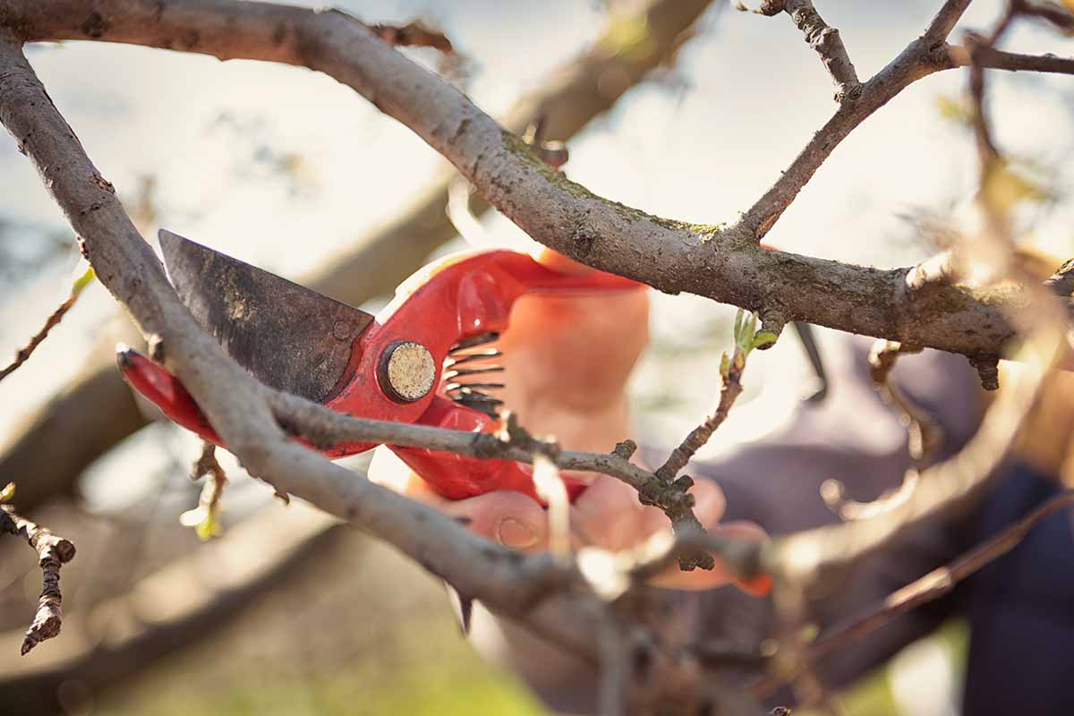 A close up horizontal image of a gardener using a pair of secateurs to prune a peach tree in the garden.