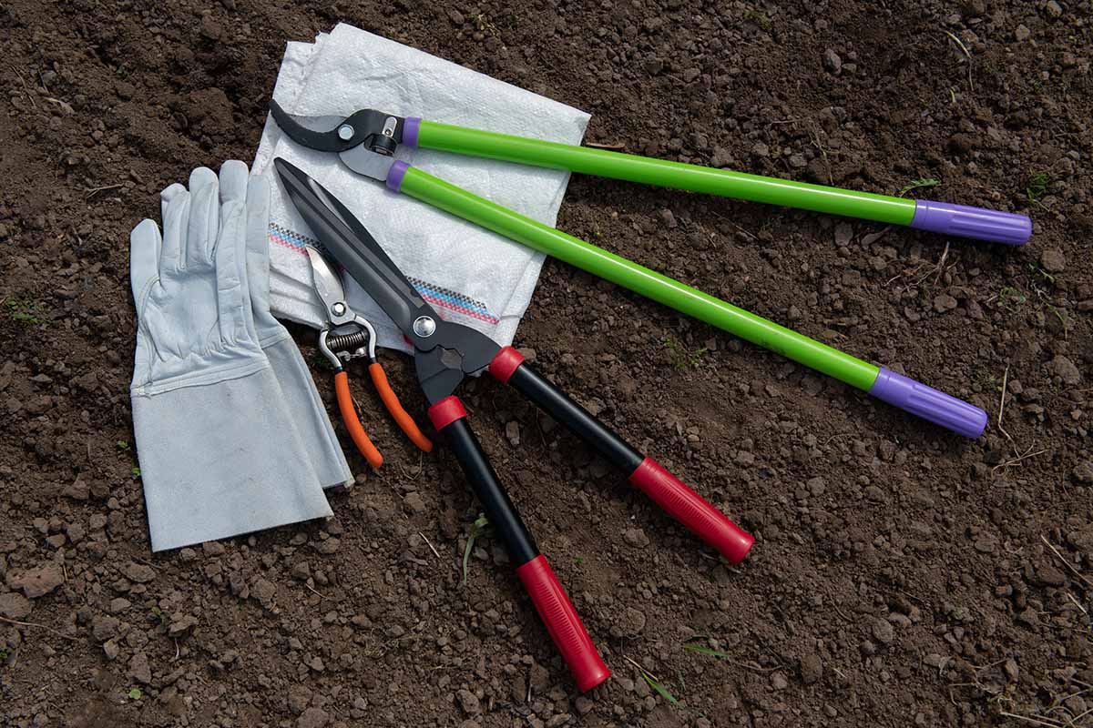 A horizontal image of gloves and pruning tools set on the ground outside.