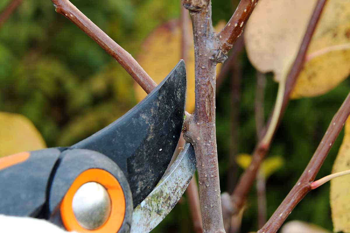 A close up horizontal image of a pair of secateurs pruning a plum tree.