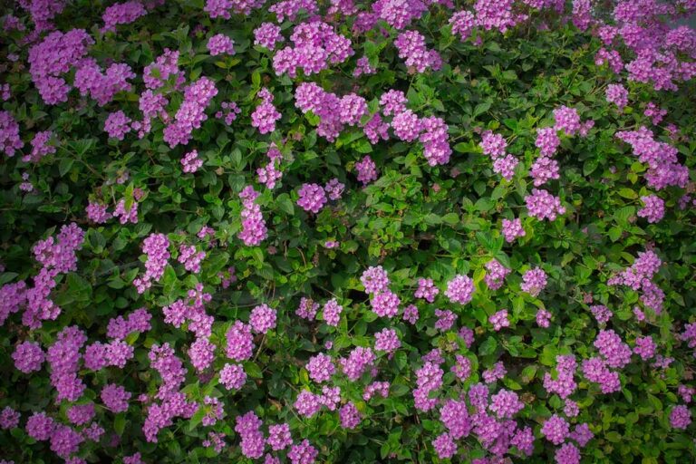 How to Grow and Care for Lantana Flowers | Gardener’s Path