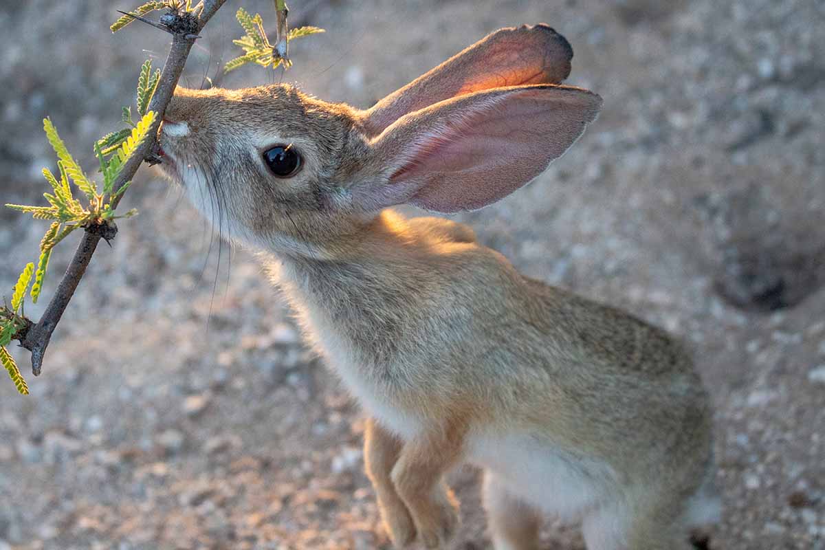 A close up of a rabbit munching on foliage in the garden.