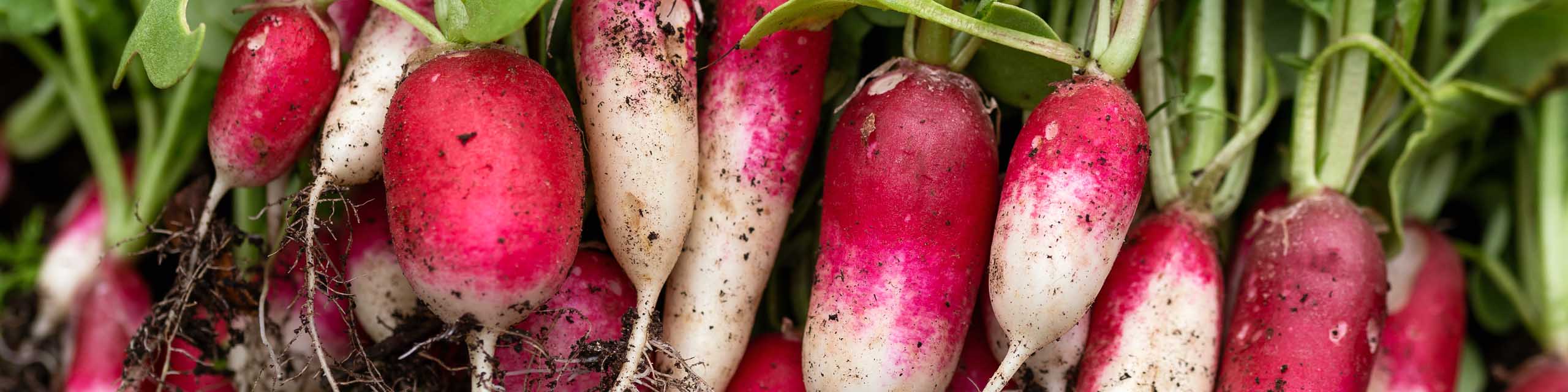 Freshly harvested French radishes laying in garden soil.