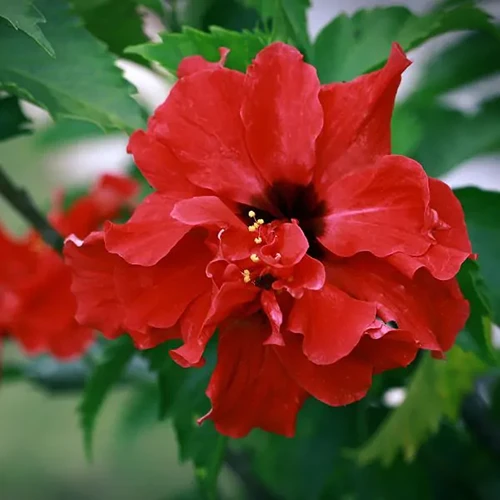 A close up of a single 'Red Dragon' hibiscus flower pictured on a a soft focus background.