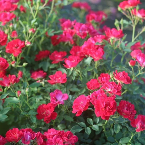 A square image of Red Drift flowers growing in the garden.