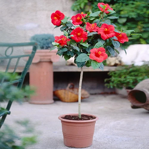 A square image of a potted red hibiscus tree set on a concrete patio outdoors.