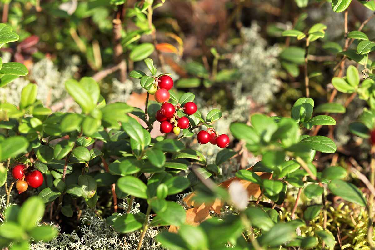 A horizontal image of ripe red lingonberries growing in the garden pictured in bright sunshine on a soft focus background.