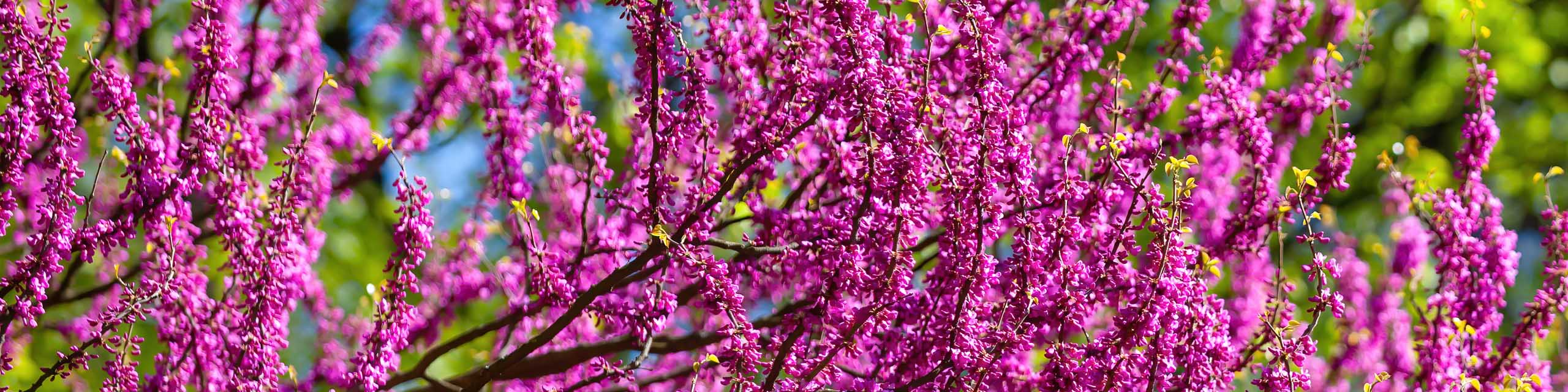 Redbud trees with pink blooms in the spring.