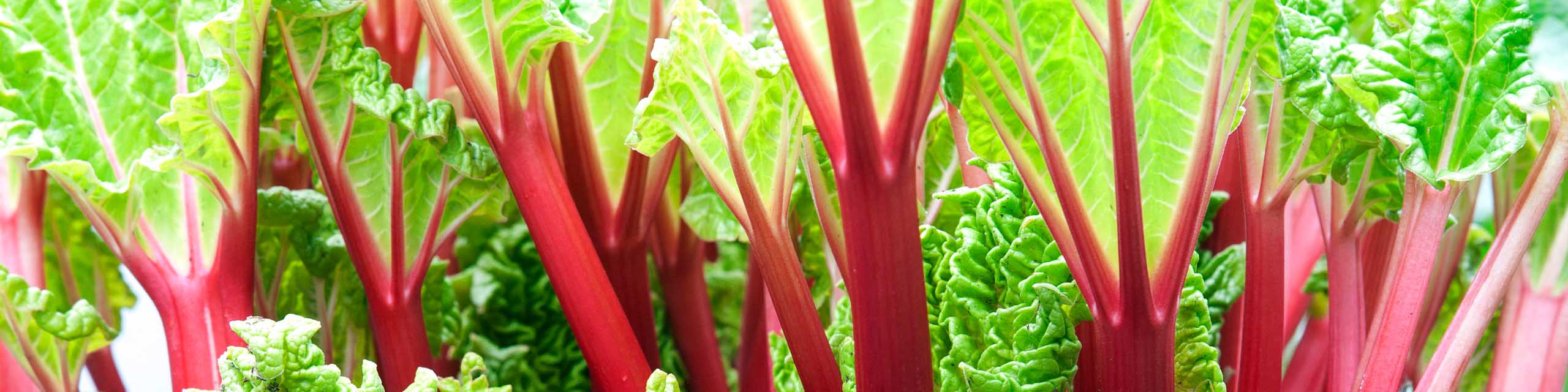 Close up of rhubarb plants with red stems and green leaves.