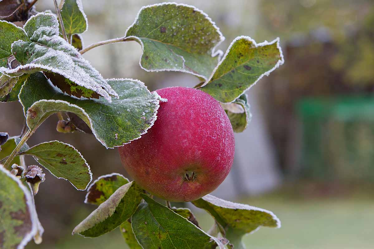 A close up horizontal image of a ripe apple covered in a dusting of light frost pictured on a soft focus background.