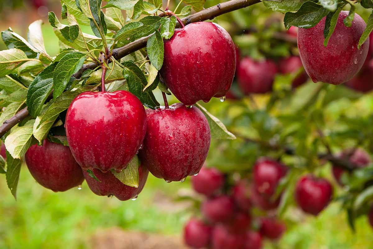 A close up horizontal image of ripe apples hanging from a branch pictured on a soft focus background.
