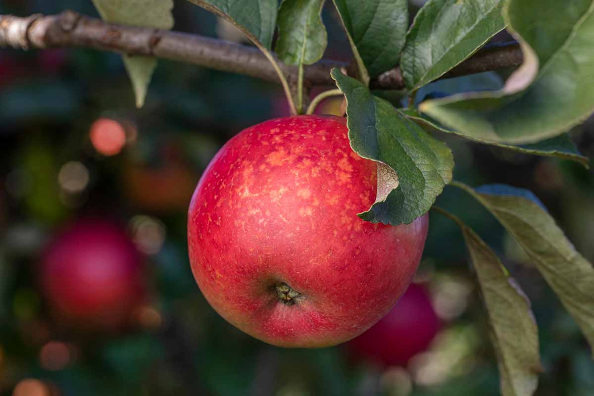 A close up horizontal image of a single, ripe red apple pictured on a soft focus background.
