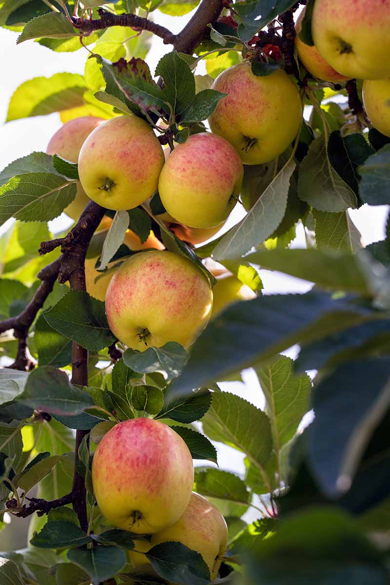 A close up vertical image of ripe fruits ready to harvest growing in the garden.