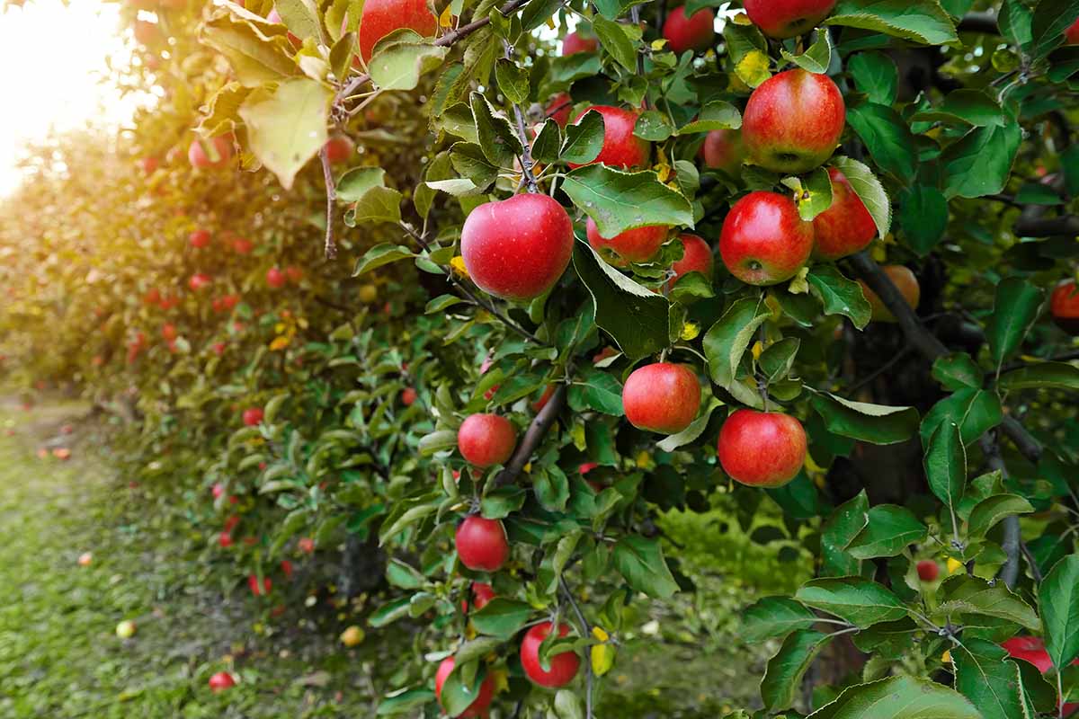 A close up horizontal image of ripe red fruit growing on the trees in an orchard.