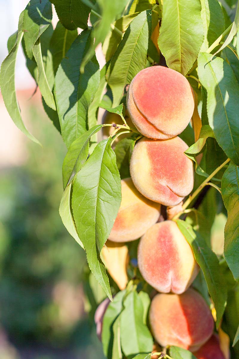 A vertical image of ripe peaches hanging from the branch of a Prunus persica tree, pictured in light sunshine.