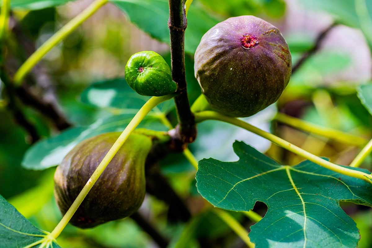 A close up horizontal image of small unripe figs and ripe ones on the tree pictured on a soft focus background.