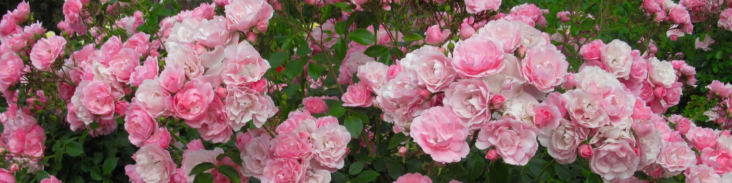 Pink roses growing on a vine.