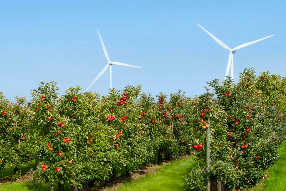 A horizontal image of an orchard with rows of apple trees with wind turbines in the background against a blue sky.