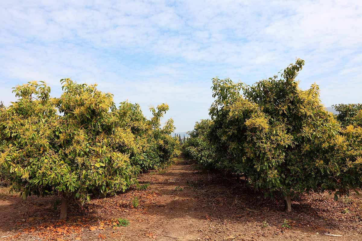 A horizontal image of rows of avocado trees growing in an orchard, all of them in bloom.