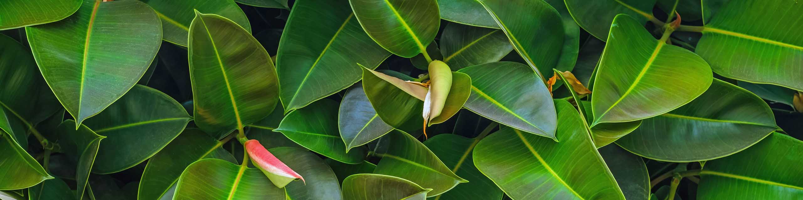 Close up of the leaves of rubber tree houseplants.