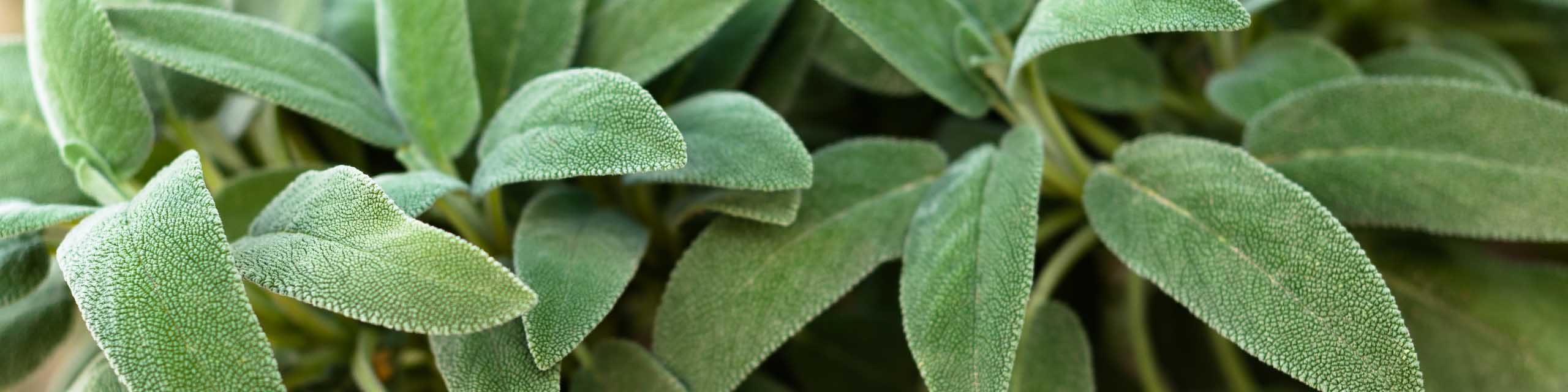 Close up of culinary sage plants growing in a herb garden.