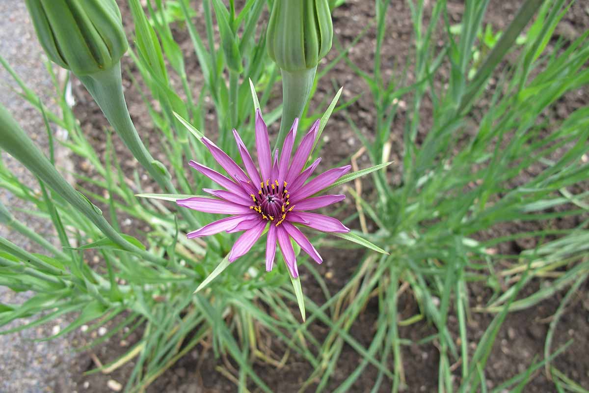 A close up horizontal image of a purple flower of a salsify (Tragopogon porrifolius) plant growing in the garden.