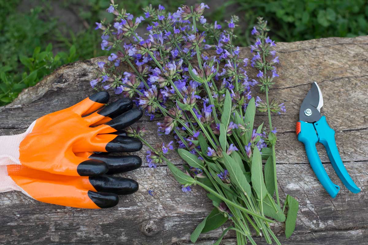 Cuttings of salvia or sage flowers on rustic wooden surface with gardening gloves and a pair of hand clippers.